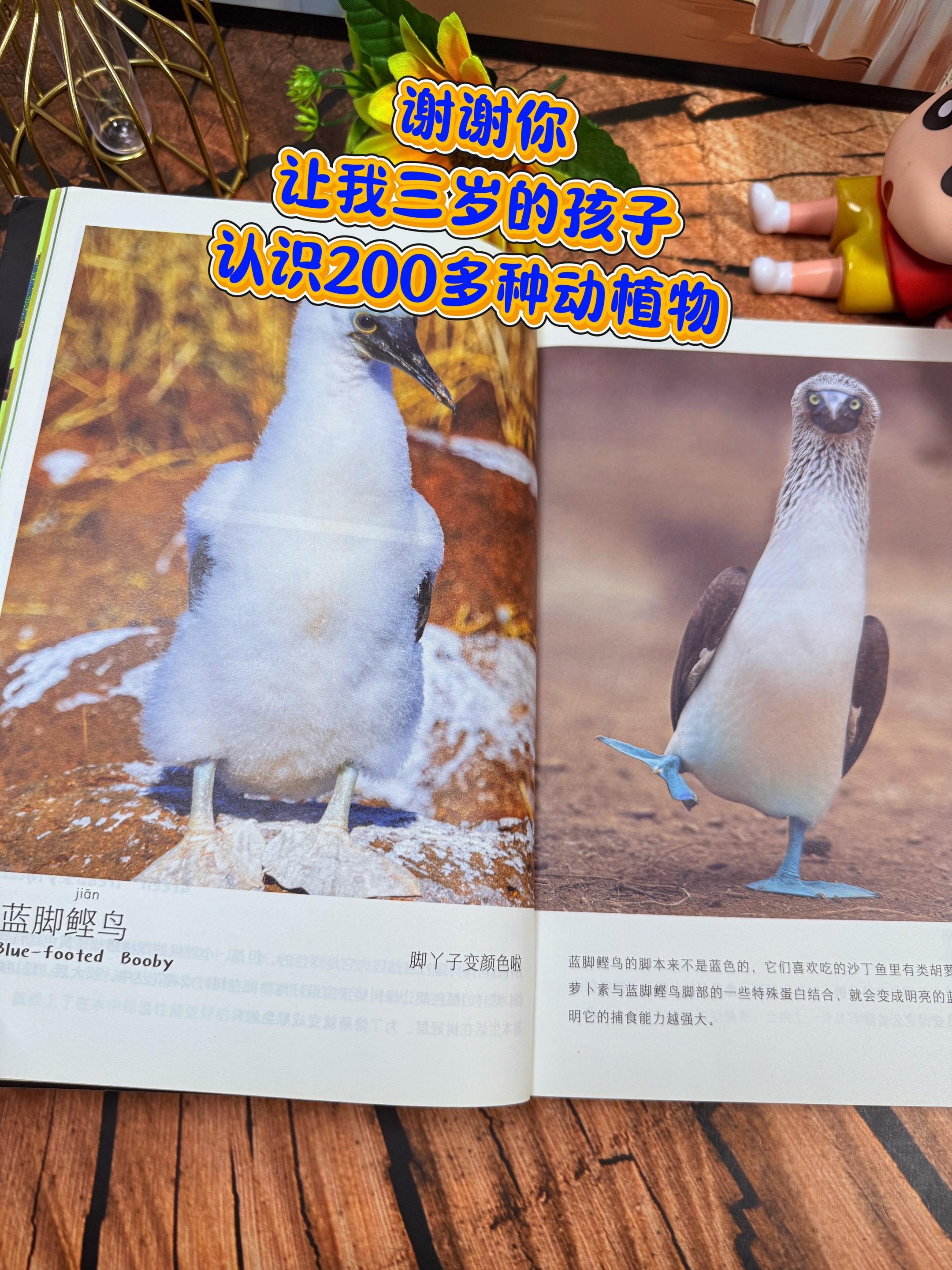 儿童纸上纪录片🔥。哇！适合3岁孩子的自然百科书来啦！里面的高清实拍图...