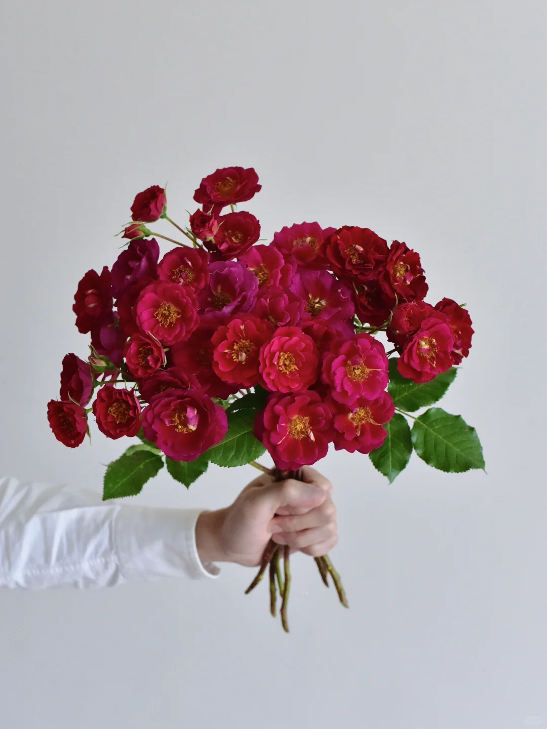 三木谷玫瑰庄园·织炫