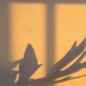 这个世界上有太多太多的牢笼，但好在，一旦我们真正看清它们，束缚便会瞬间瓦解。永远