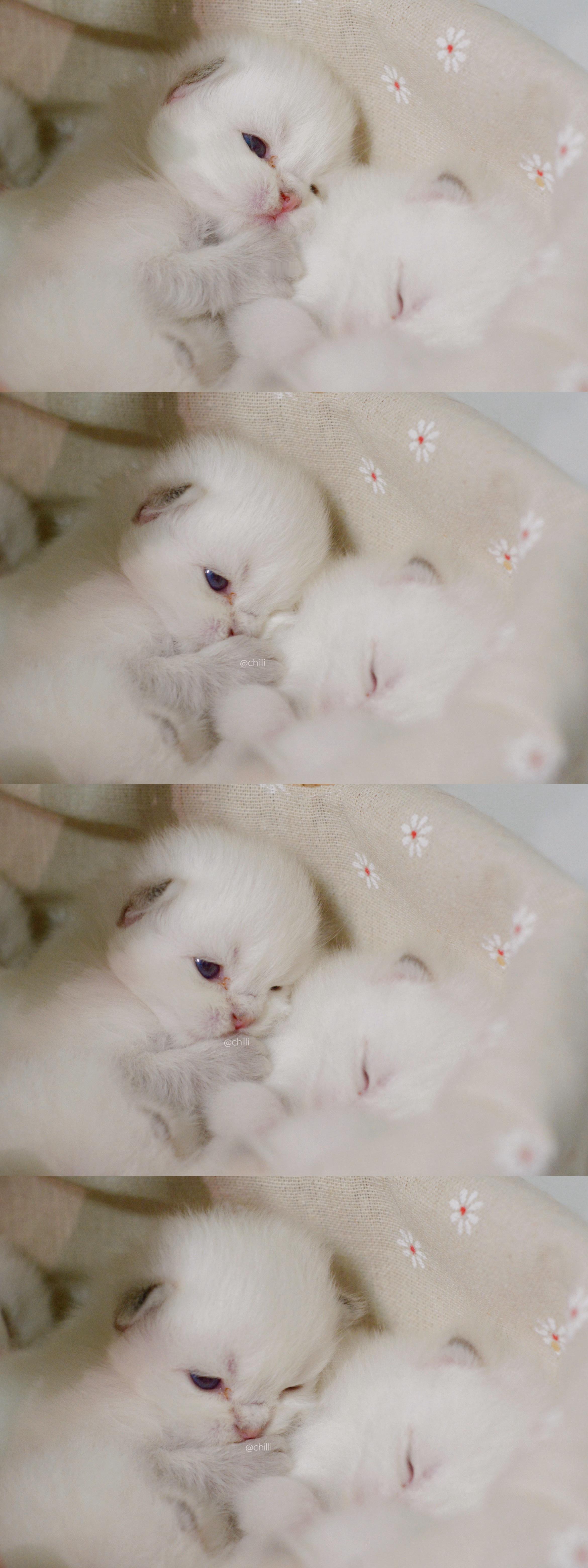 晚安#英短金点色##英国短毛猫##英国长毛猫##金点# ​​​