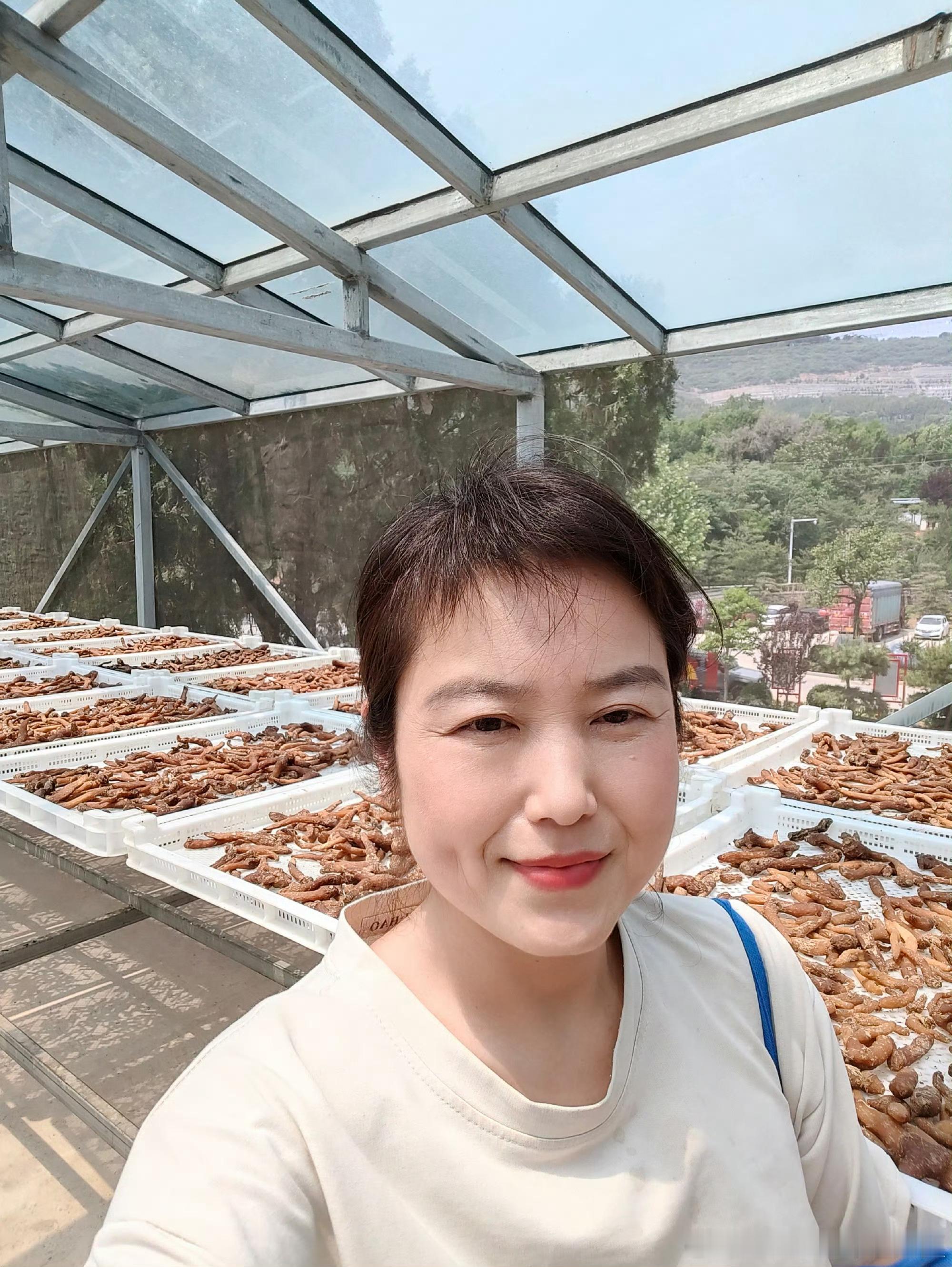 #国医的精诚力量##肥猫走南闯北# 一上午都在泰山脚下刘总的无恙堂黄精基地装逼[