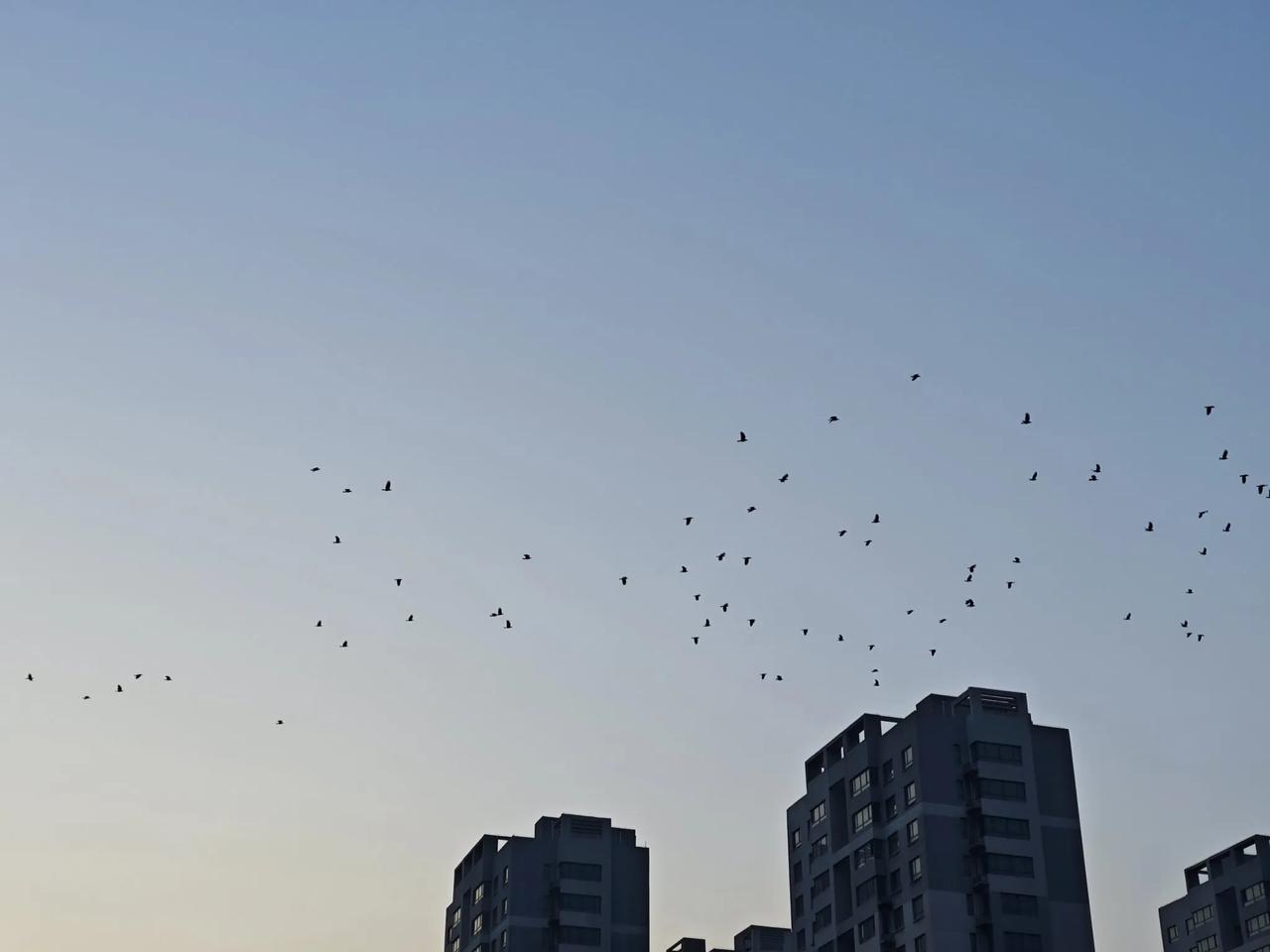 梦想折断了翅膀
在灰暗的天空里摇晃
风吹乱了四季 模糊了方向
可否有人为我披件衣