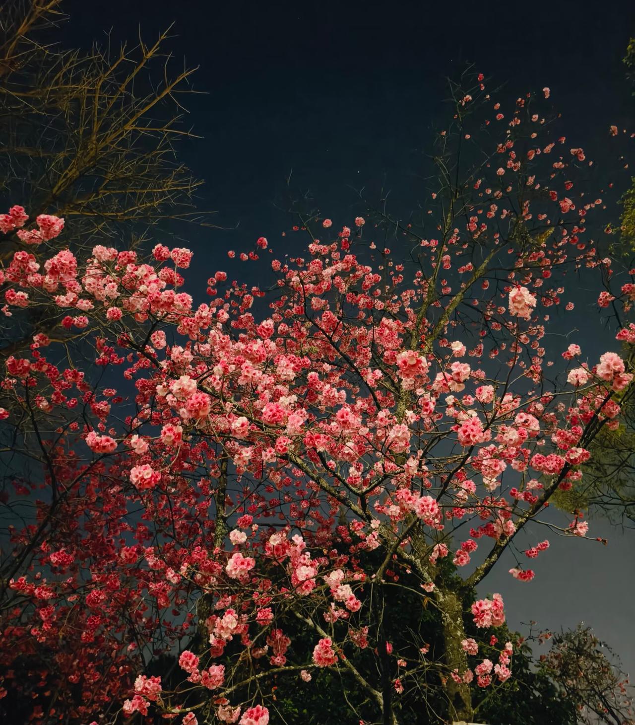 晚上拍繁花简直太有意境了
本来周末加班心情很不好
没想到回家路上却被一树繁花给治