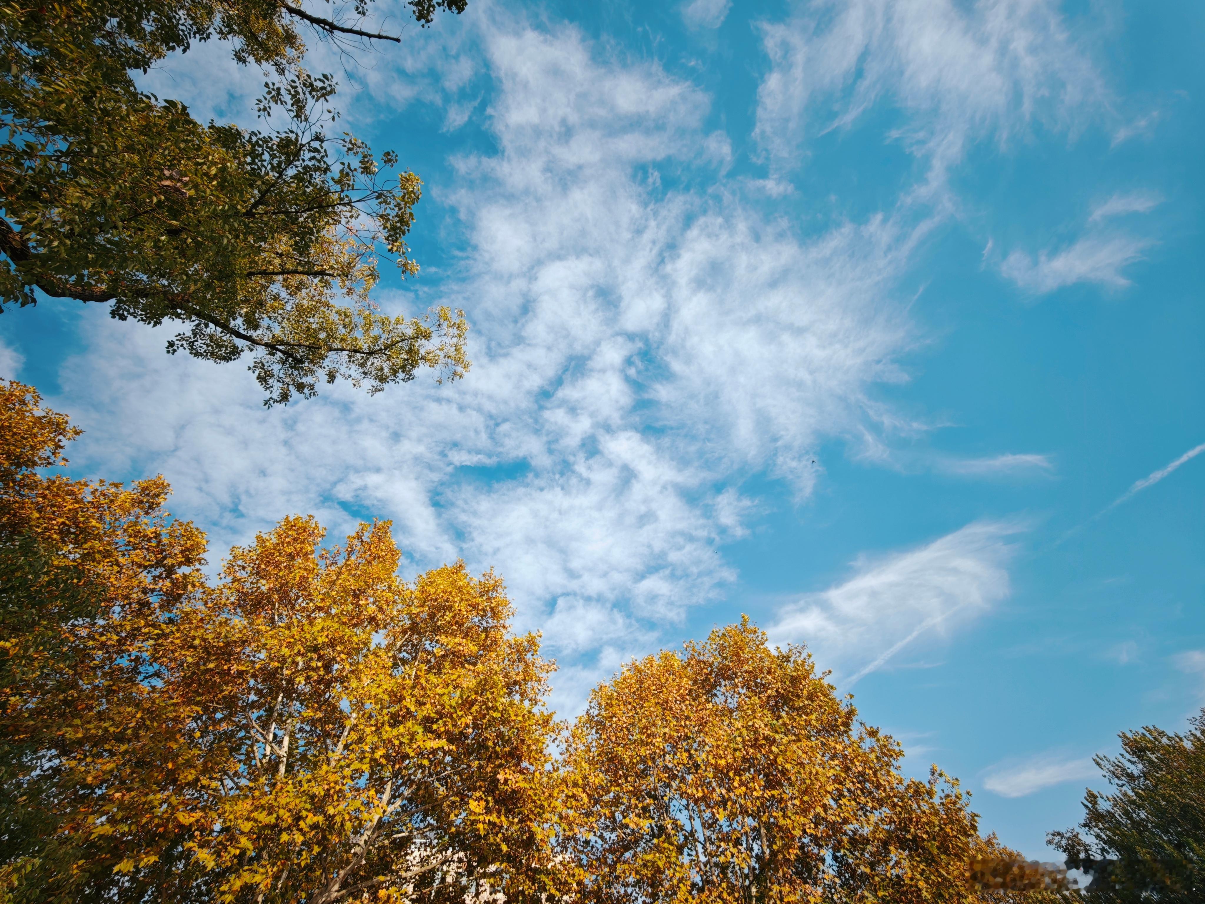 杭州的初冬，是风裹着凉意撞进怀里的猝不及防的 街头的风已带了凛冽，吹得人下意识拢