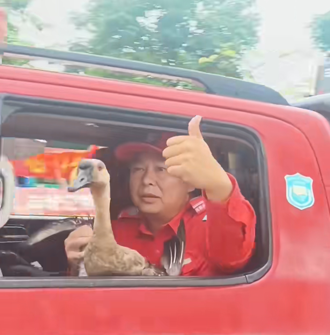 又见送大鹅。 