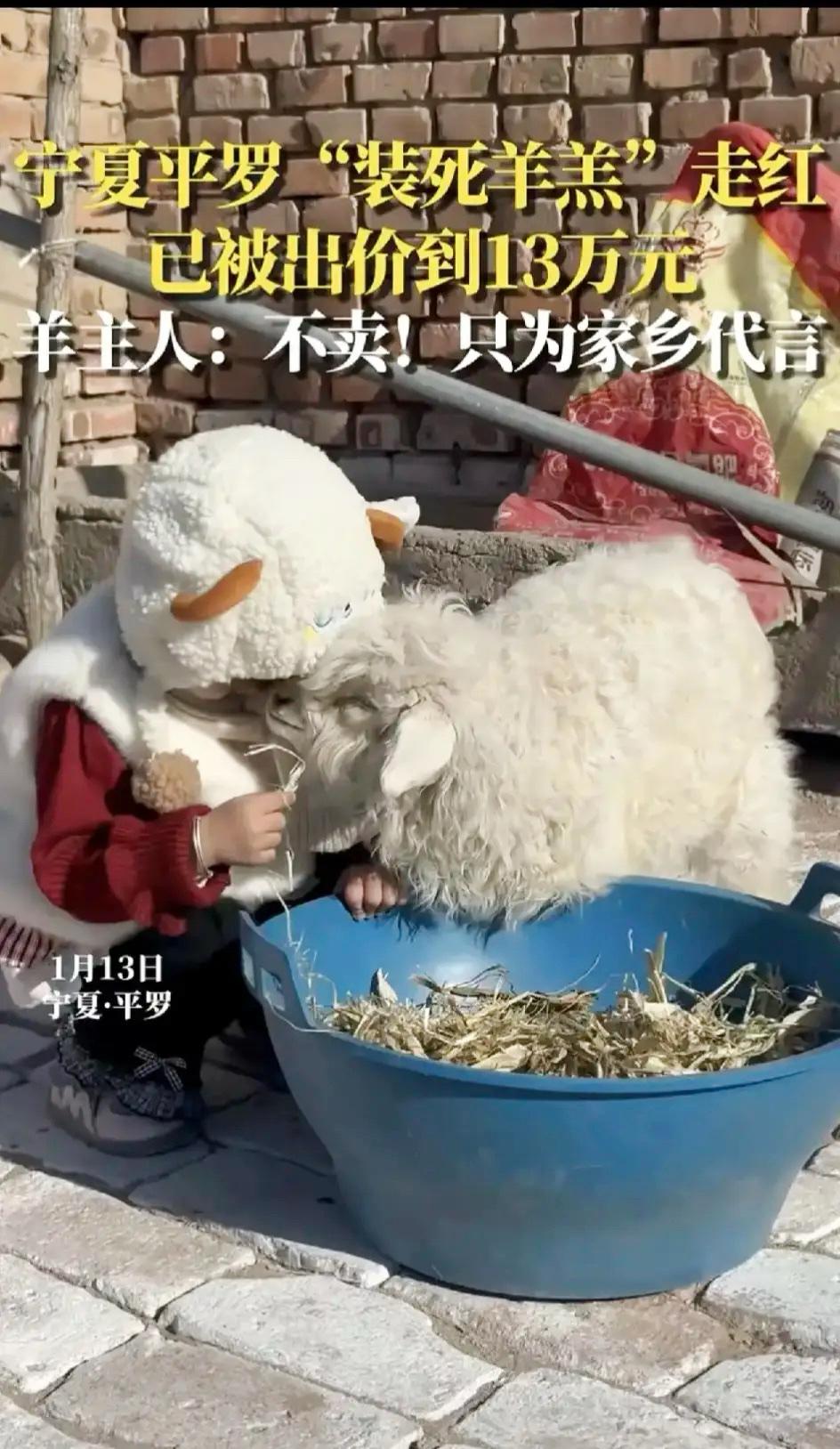 这小羊可真不简单！

宁夏一个小村庄里，出了只会“装死”的小羊，只要人一靠近，它