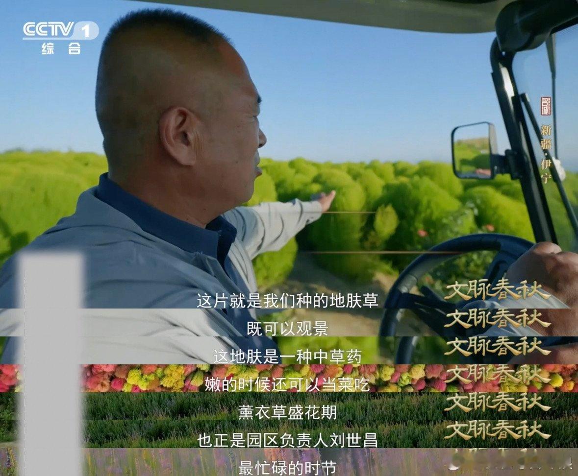 上过太空的薰衣草在新疆盛开 这是花香，也是中国航天史的一页芬芳！ 从神舟飞船搭载