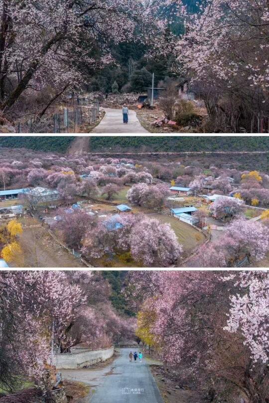 西藏林芝桃花节确定不去看一眼吗