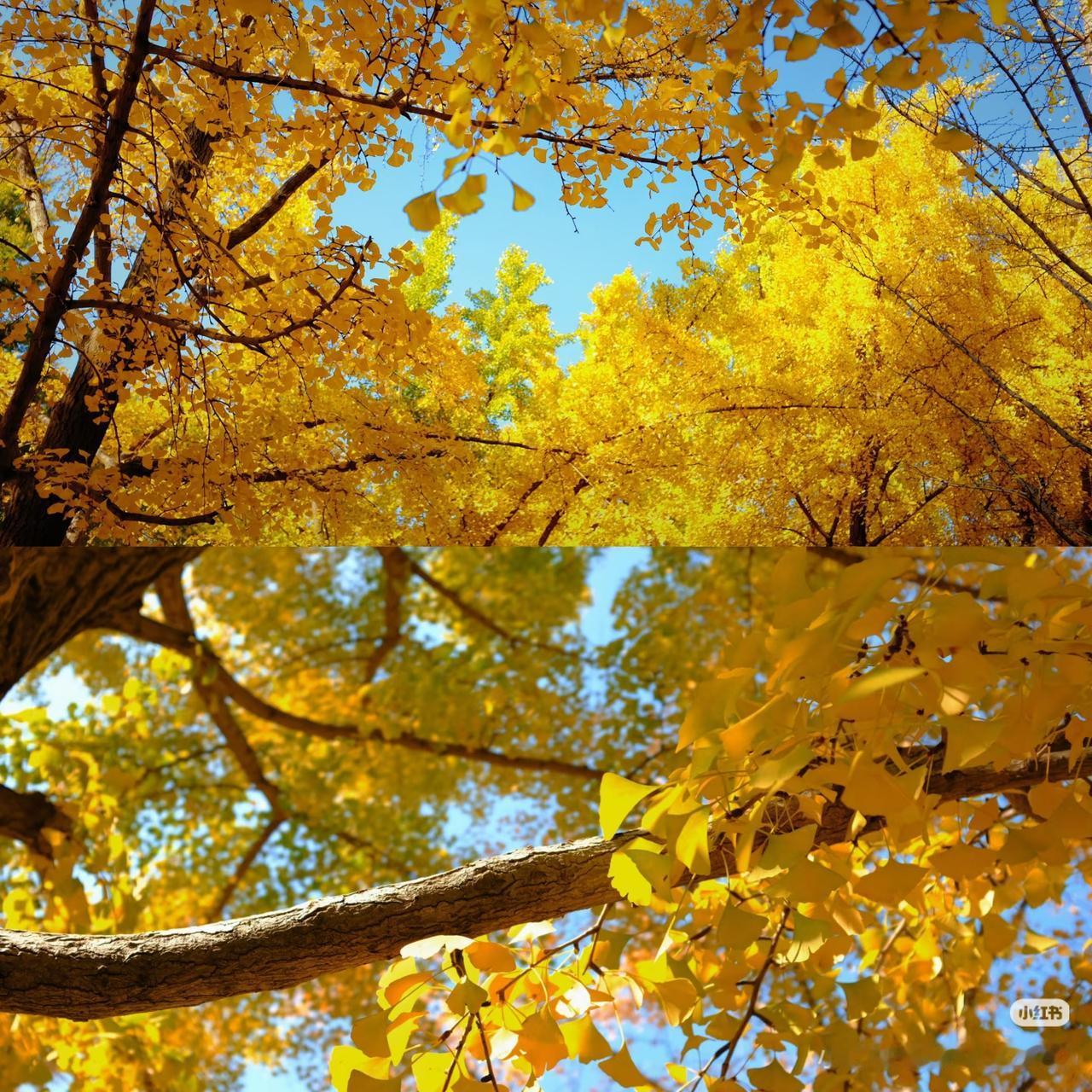 秋叶落满径，黄叶映晴空。打卡北京地坛公园