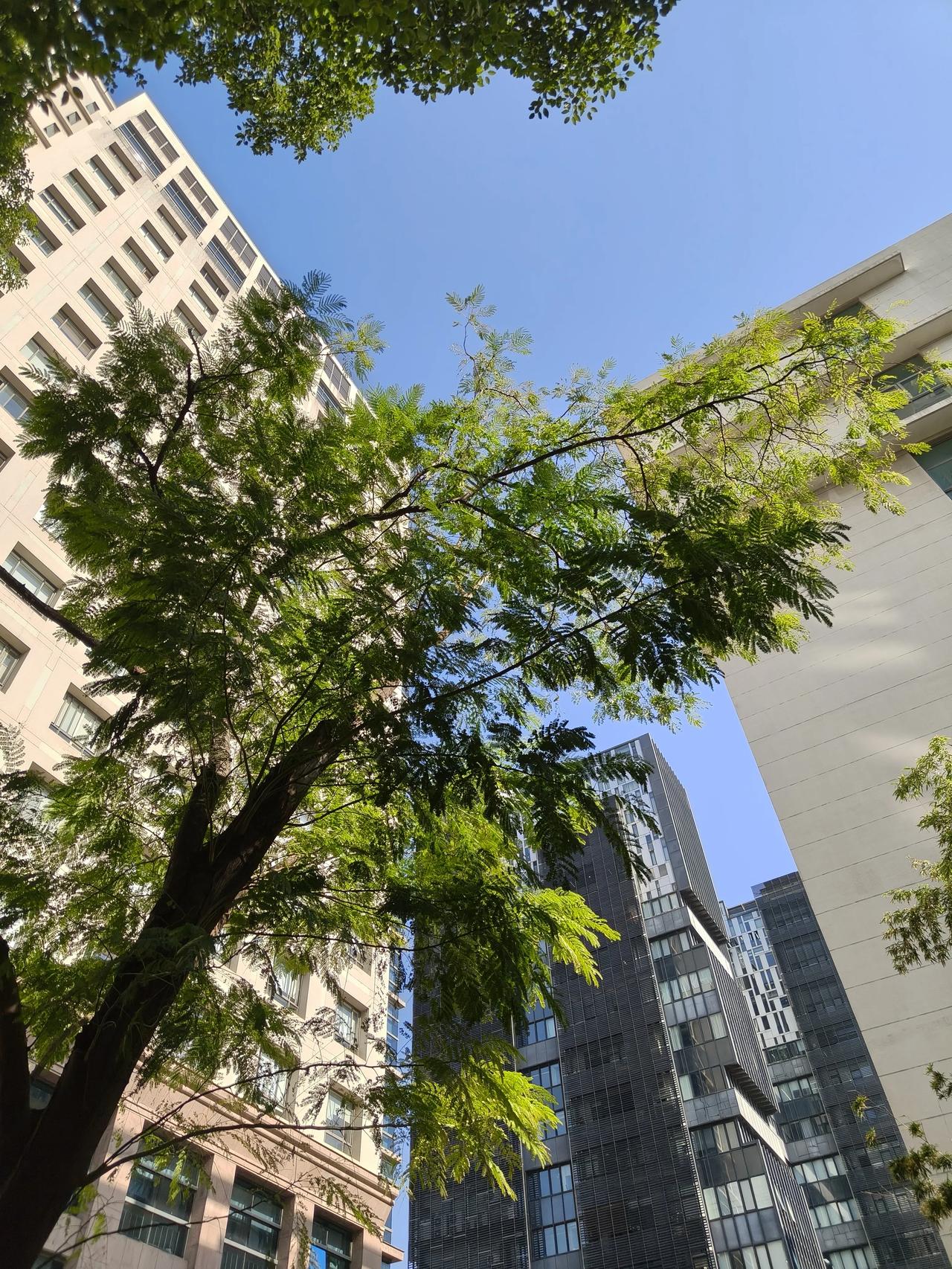 冬日随手拍实景图分享！

冬日午间随手拍～🌲🌲🍁🍁