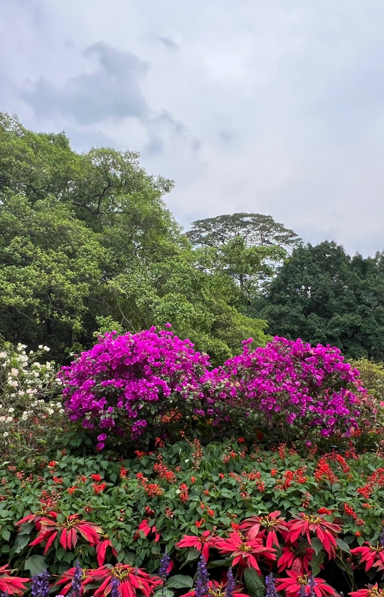华南植物园游记
3月下旬，我来到了花城广州旅居度假，闲暇之余，我走进华南国家植物