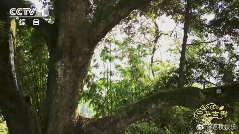 峨眉千年楠木王有十几层楼高峨眉山有座会生长的露天博物馆 这棵楠木王矗立在峨眉山，