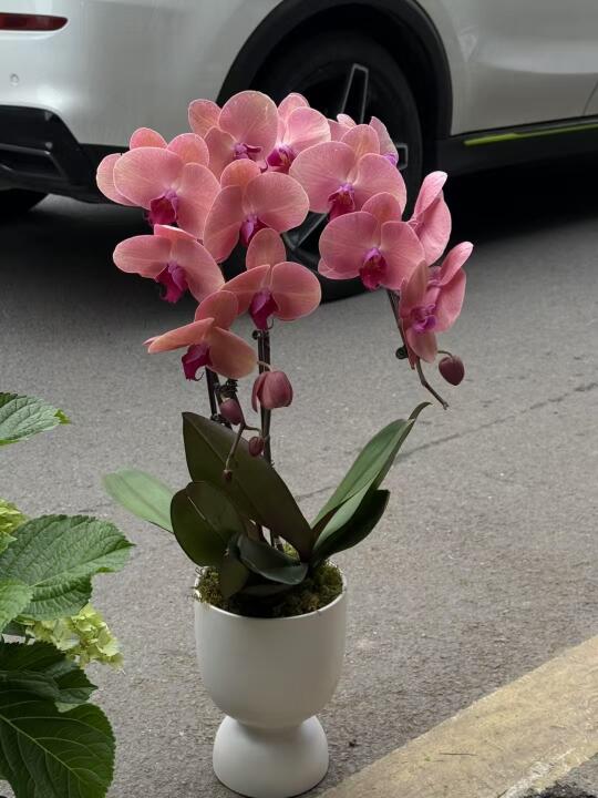 最近流行什么植物啊？？我不知道卖什么了