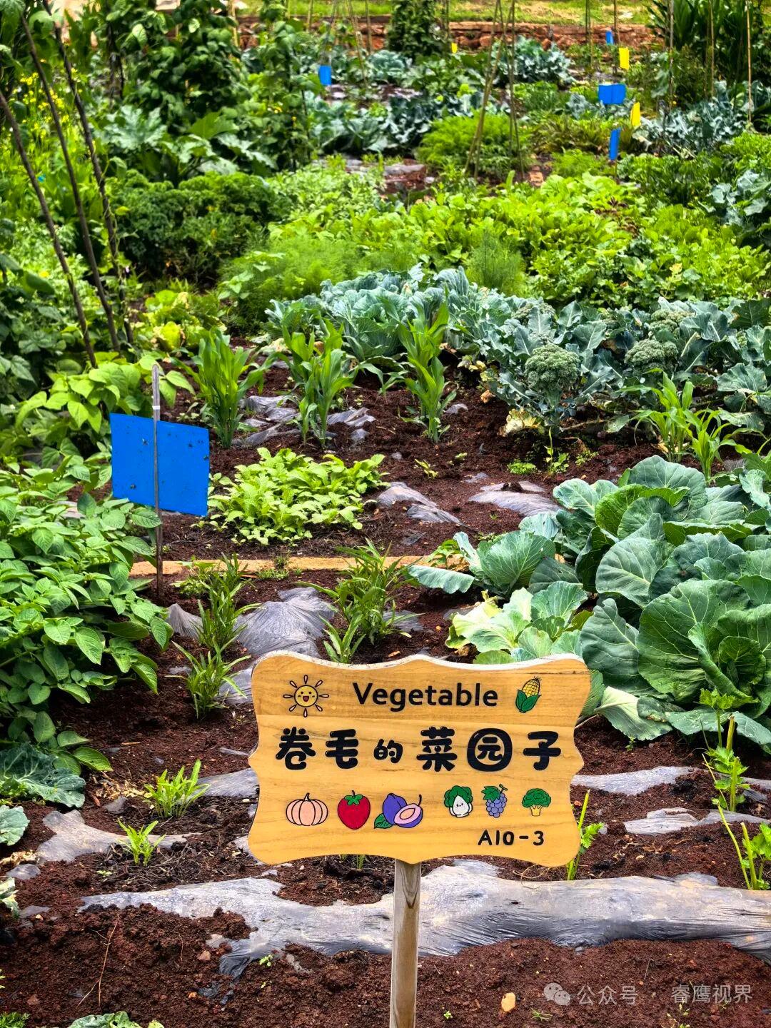 卷毛的蔬菜园子，AIO-3，绿色生活，健康成长！
