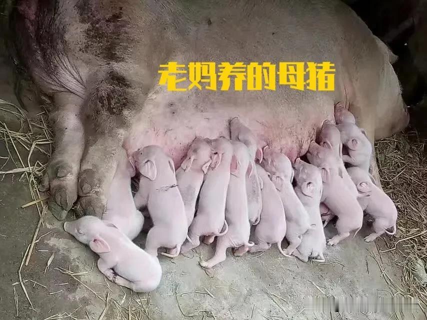刷新世界之最 
中国人爱吃猪肉，农村老家以前家家户户都养一两头猪来捡剩饭剩菜。不