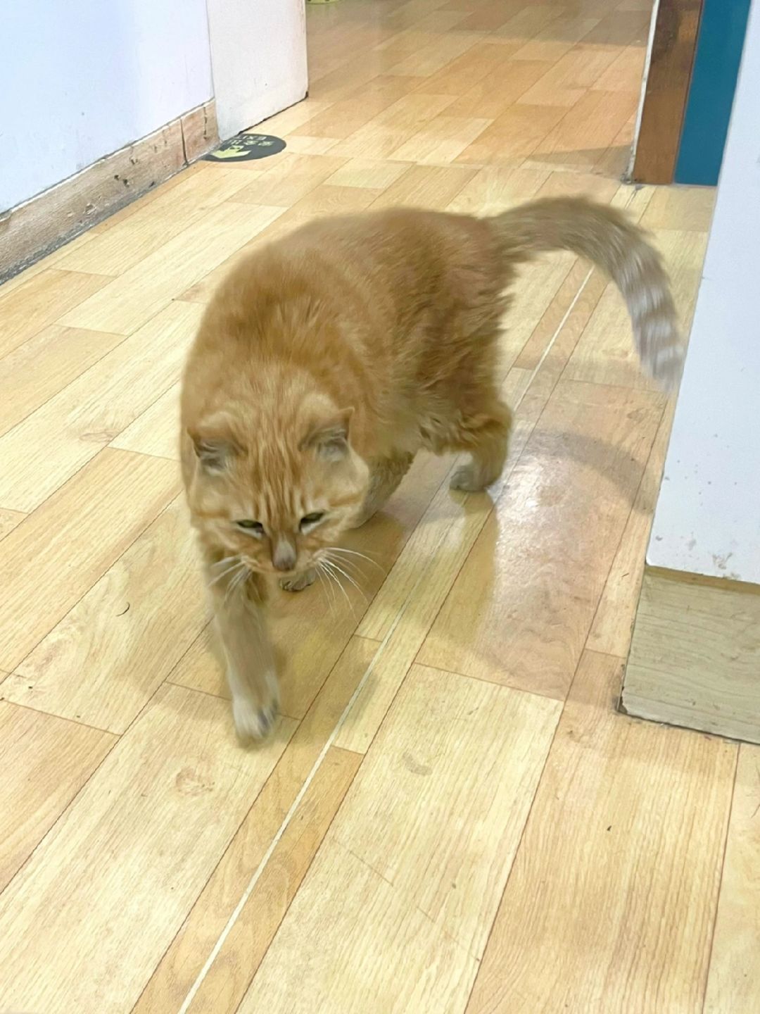 新年接福 见到一位20岁的猫老太