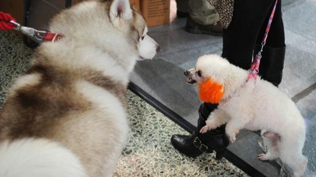 微言｜萨摩耶之死不应该变成相互的攻讦