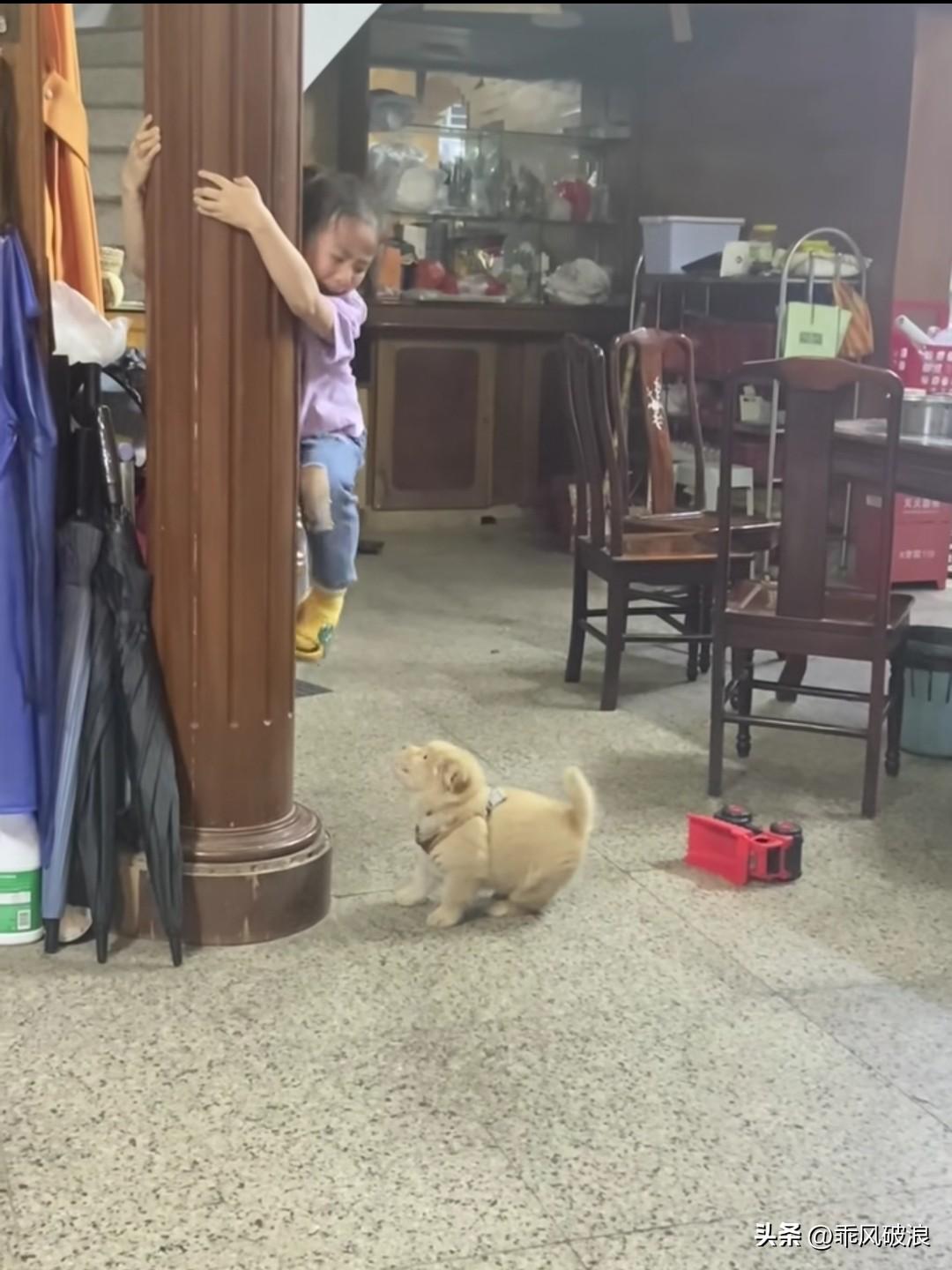 小孩拿玩具车撞小奶狗，结果自己被吓得无处躲身，趴上柱子尖叫声不断，爸爸管忙出来抱