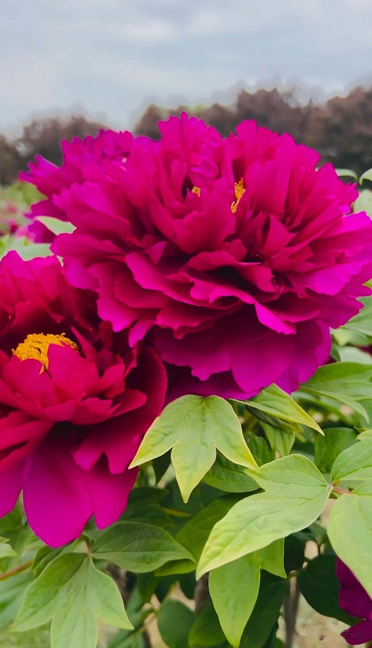 整片芍药花海浸在柔和粉调里，花瓣由奶白渐变至浅桃粉，层层褶皱蓬松如云，细腻柔软得