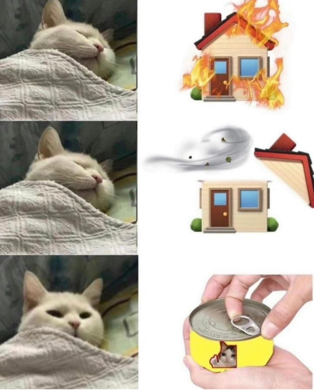 如何叫醒一只装睡的猫#今日memes##趣过夏天# ​​​