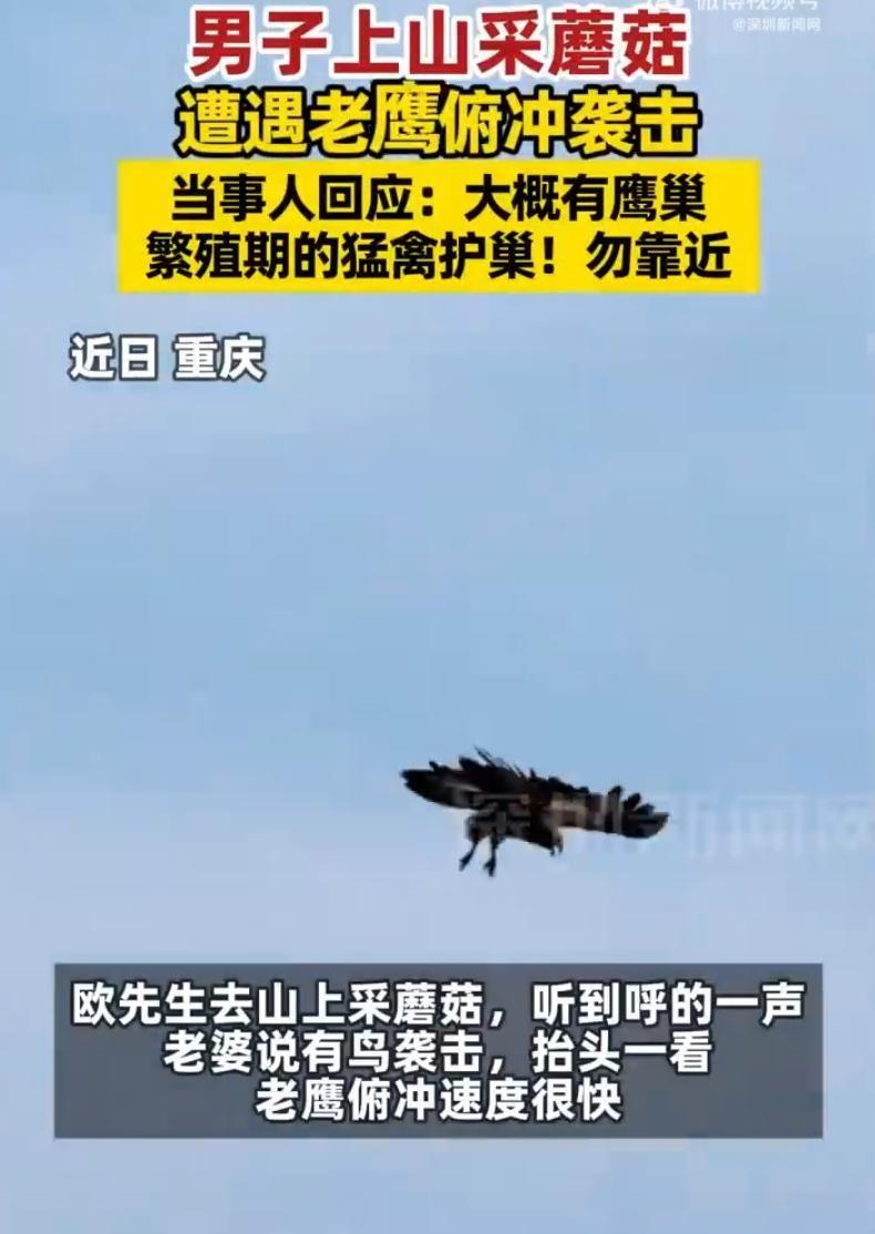 6月13号，重庆。本是一个极其普通的雨后晴天，空气里还带着山野湿润的泥土气息。