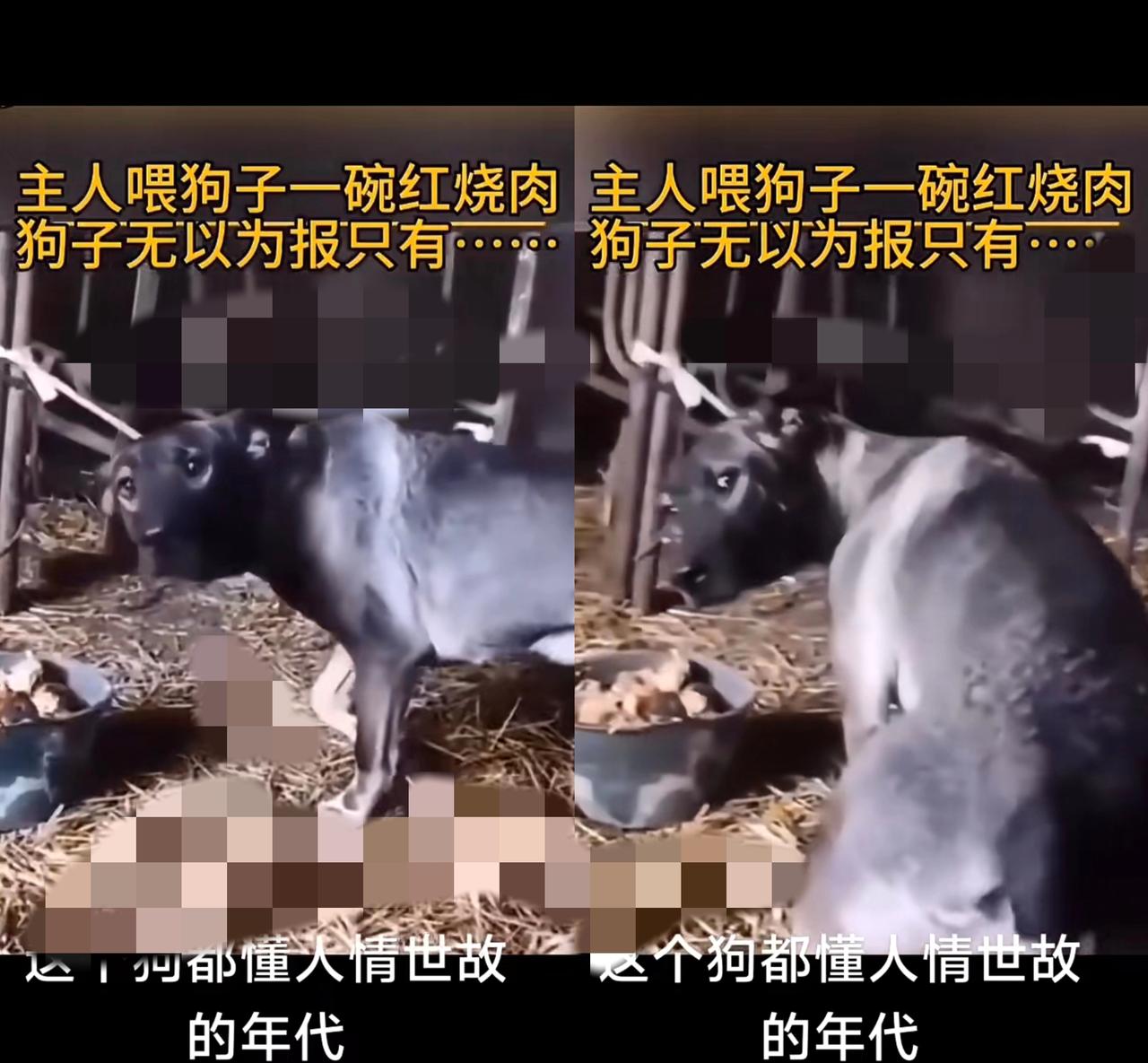 “拿人的手短，吃了人家的嘴软”，刷到狗狗吃完红烧肉疯狂摇秃尾巴的视频，突然觉得这