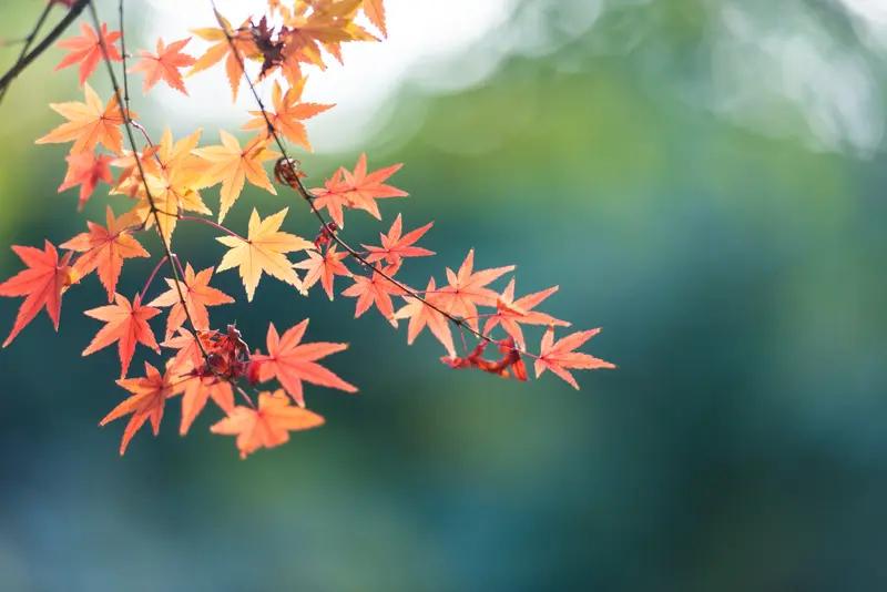 上联：秋风卷落相思叶，如何对下联冬雪唤醒寂寞花。