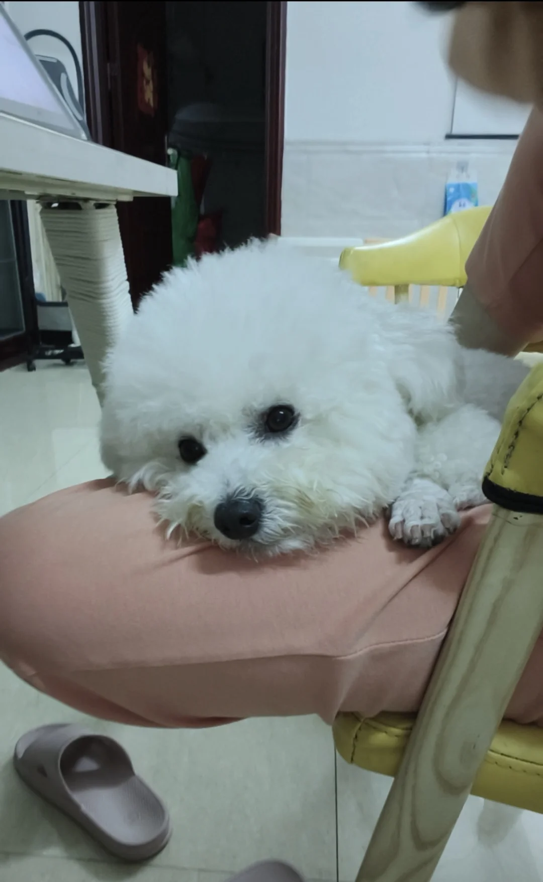 娇气，整天要人抱