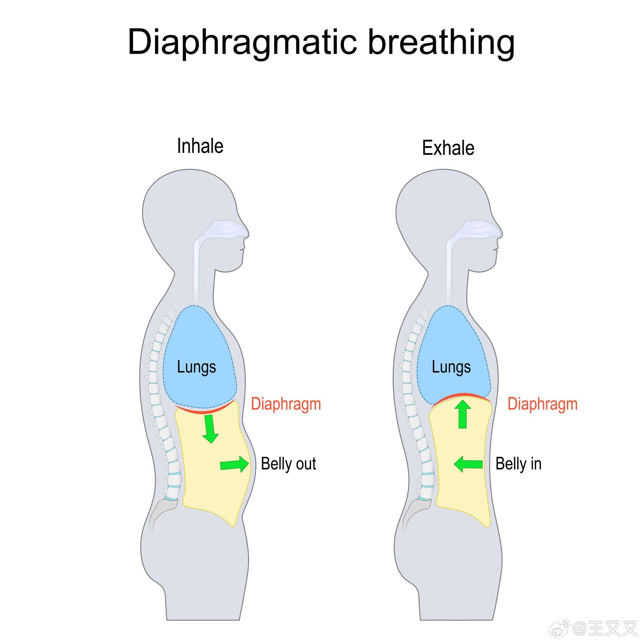 抗炎饮食day150✅练习横膈膜呼吸早餐：口蘑菠菜洋葱炒蛋，本来想做omlett