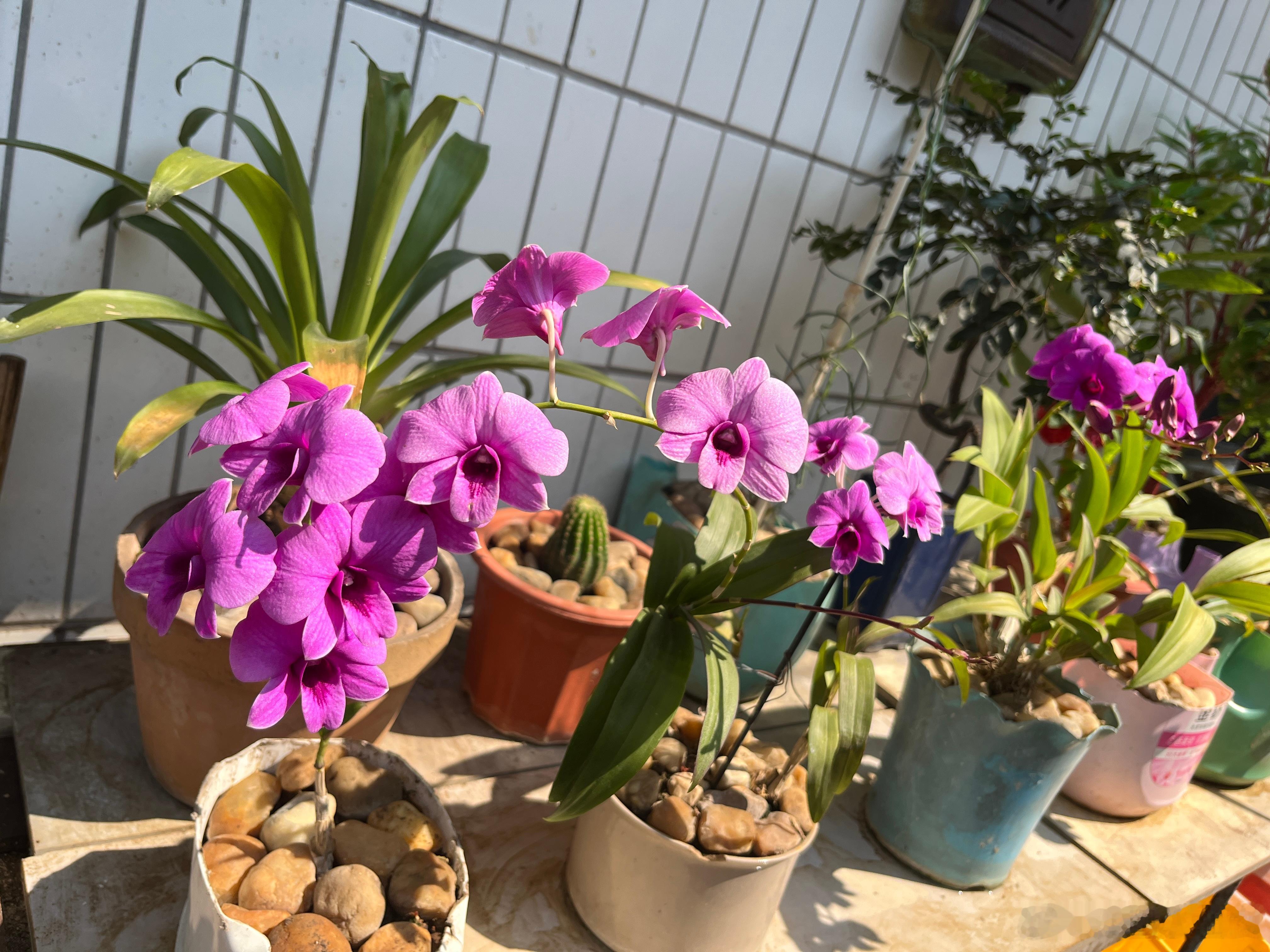 今天早上出门运动看到的花儿，一整天都被治愈了～ ​​​
