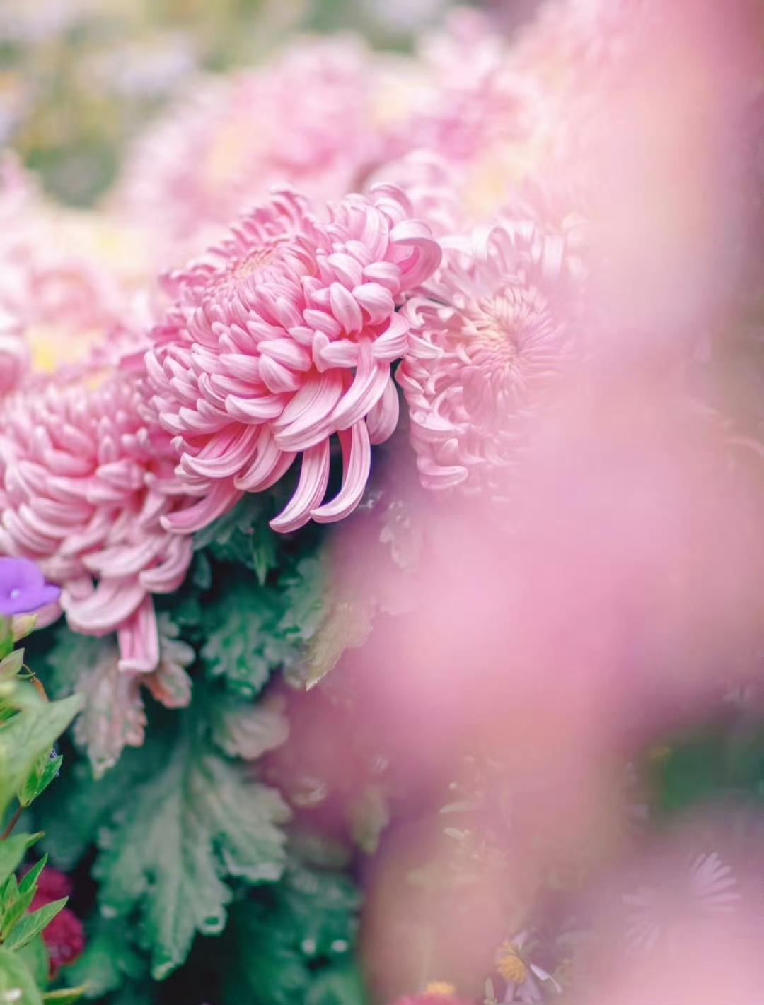 “  满庭菊色醉游人 …  ” ​​​