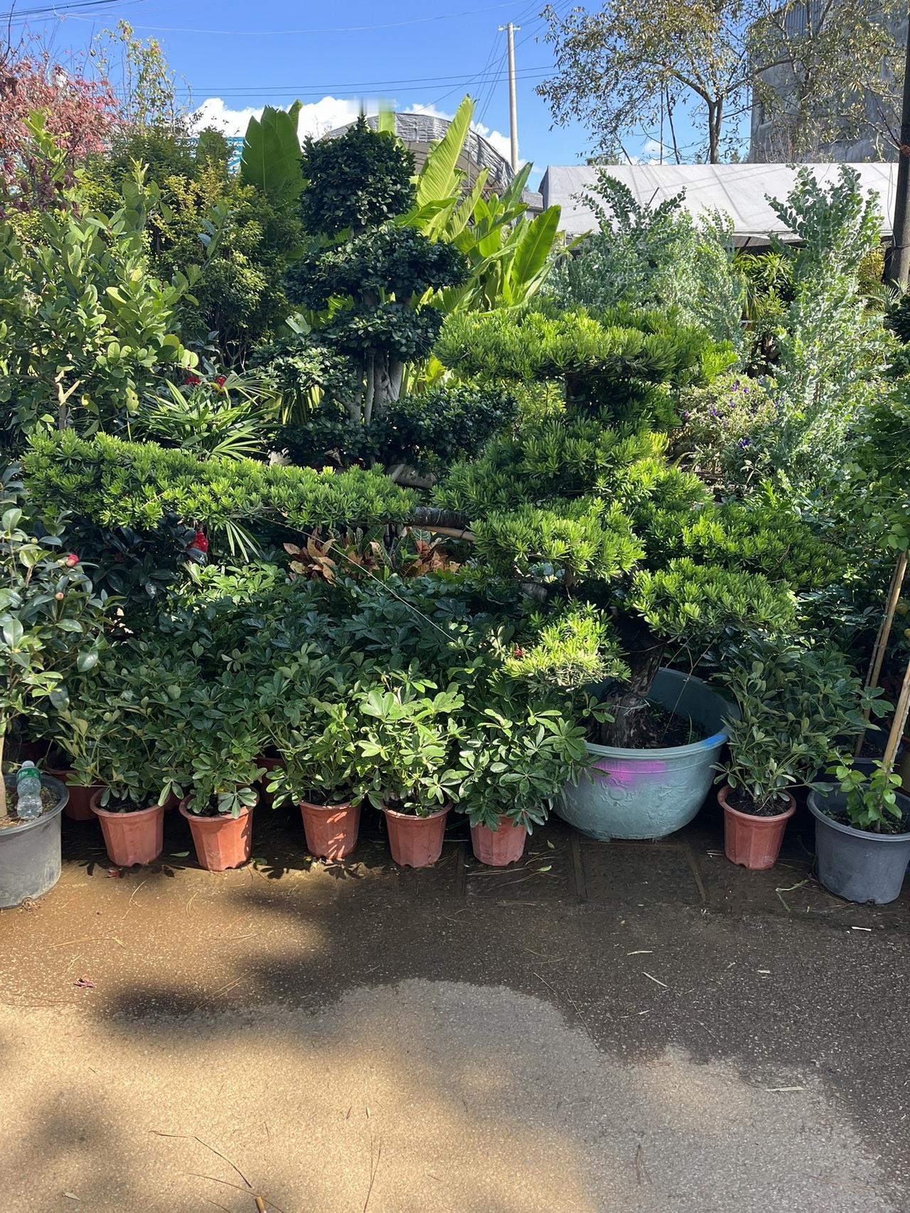 咱家绿植大量到货