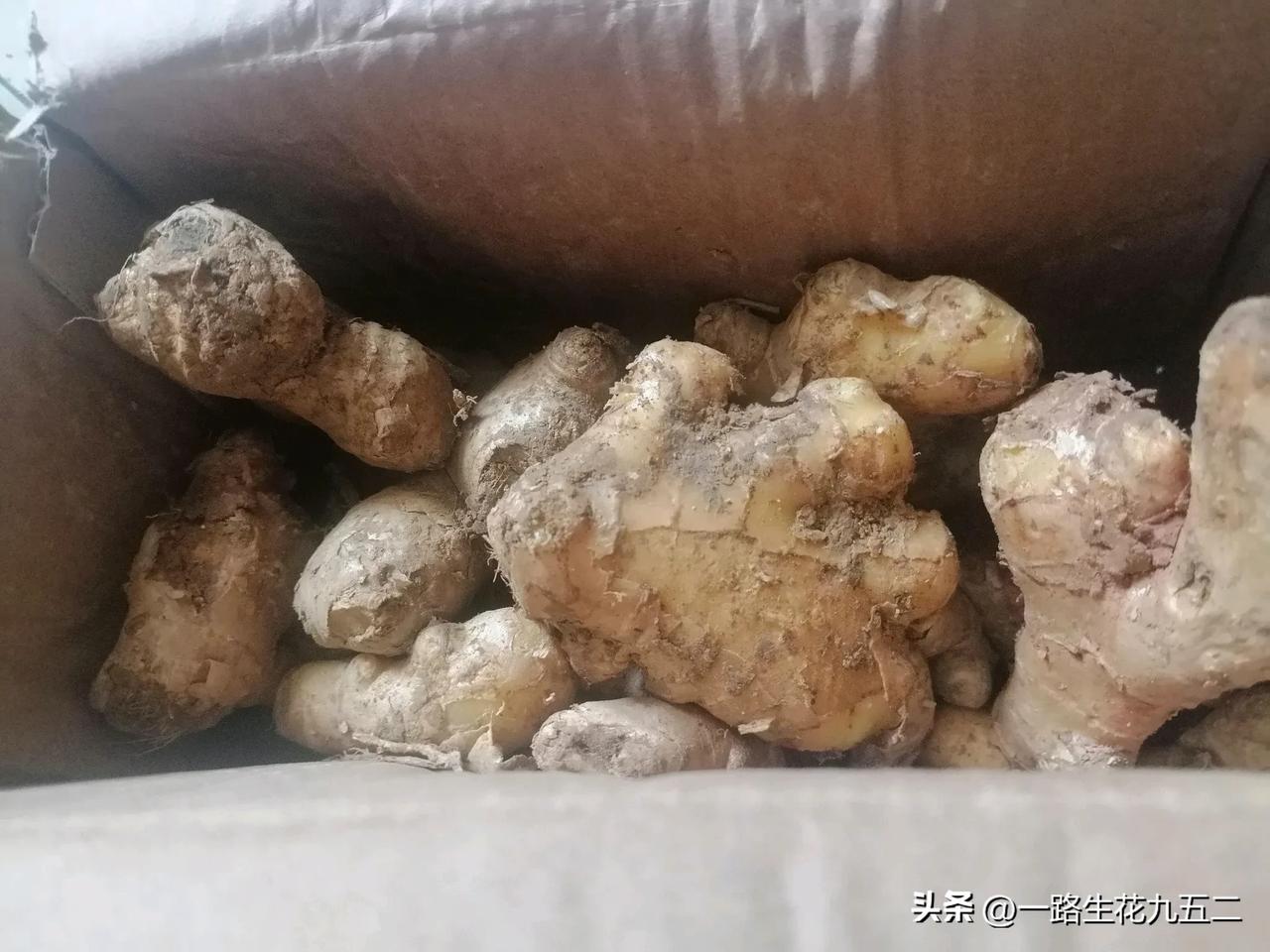收到一斤免费的生姜，正好今天炖乌鸡派上了用场，真是雪中送炭。之前买了好几次姜，时