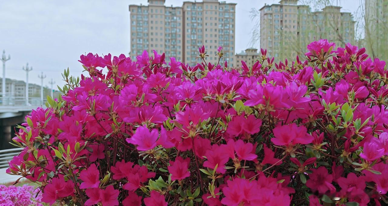 映山红映红了抱龙河的河水与岸边