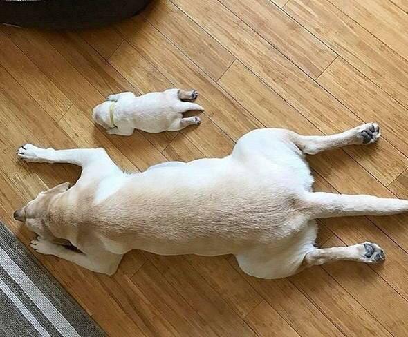 哈哈哈 喜欢趴着睡的好像很常见.