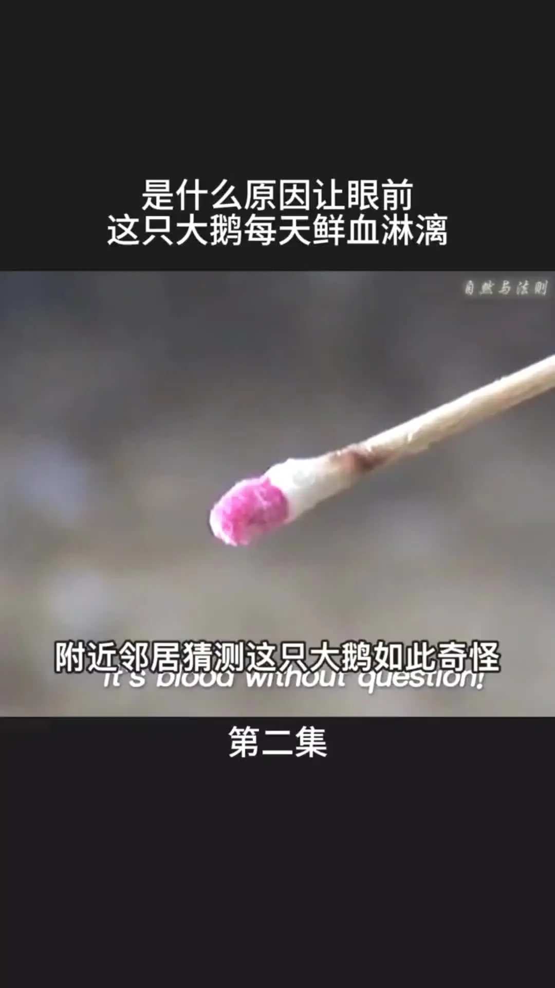 动物世界