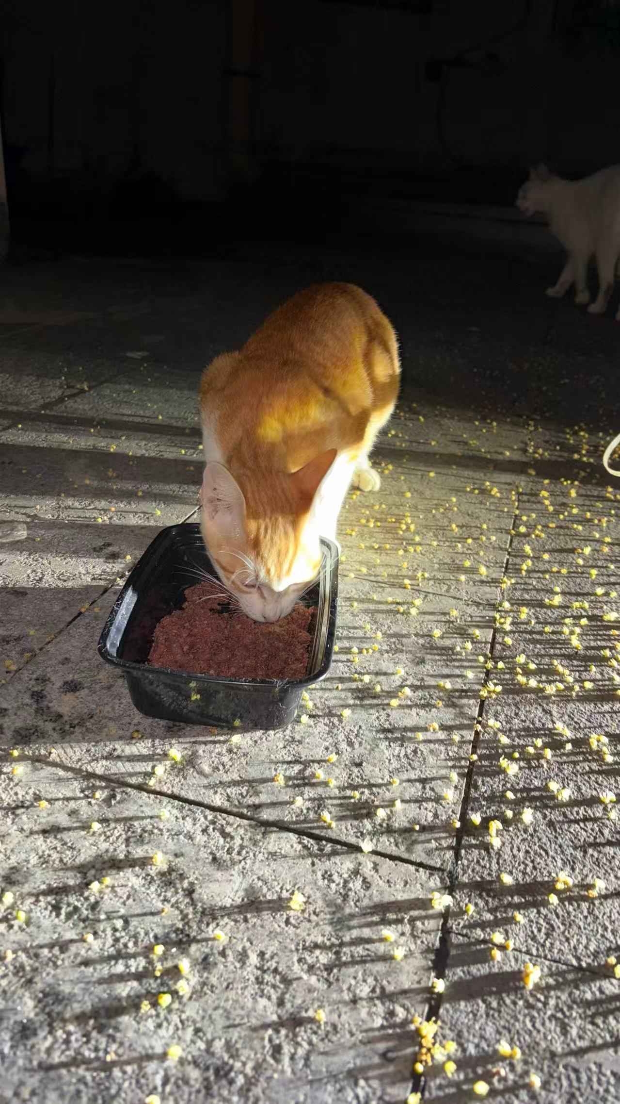 刮台风零元购一只小猫这题，我懂。 深圳