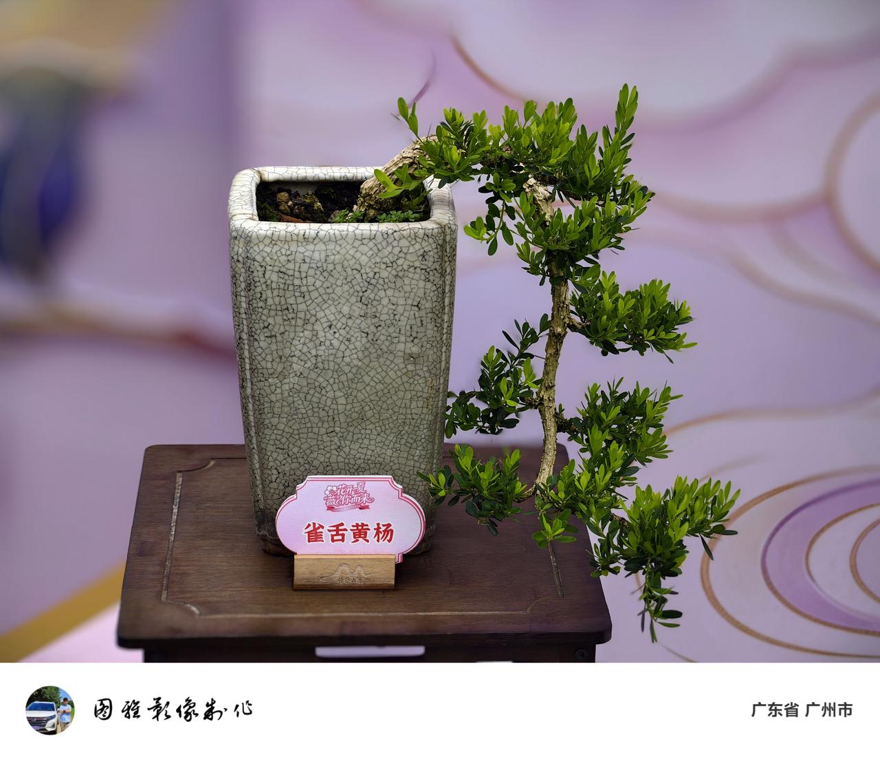 夏日生活打卡季 “缩龙成寸、盆藏乾坤”