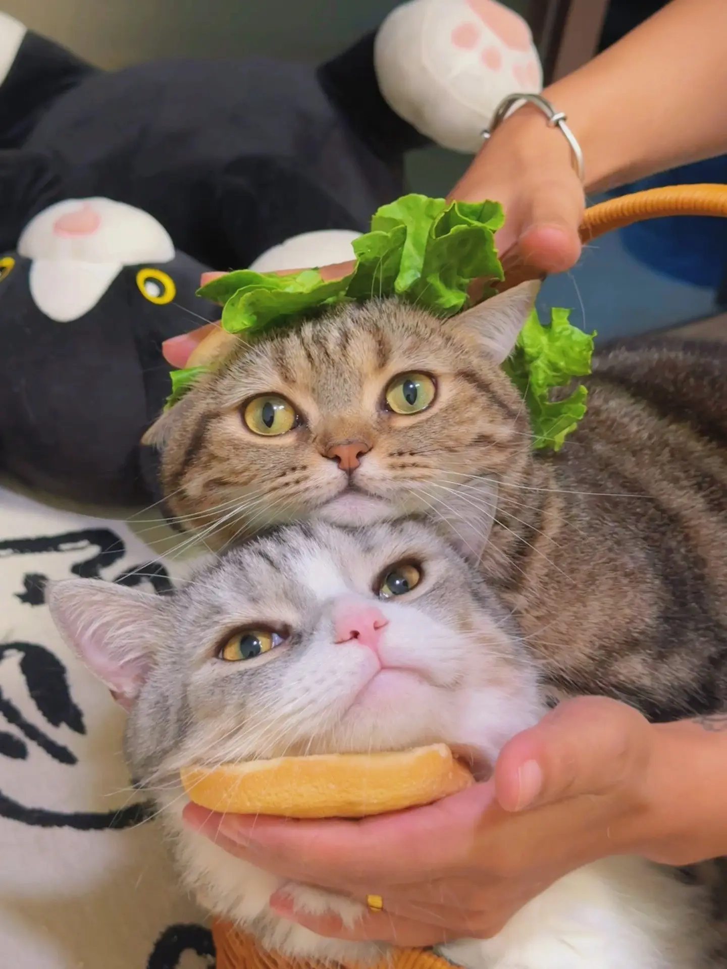 双层猫咪汉堡包！好美味！