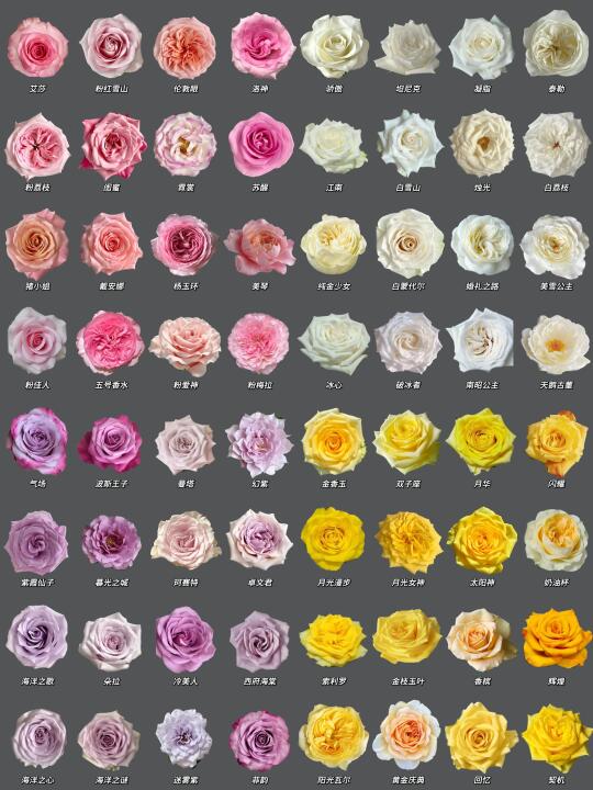 每日识花系列｜一次性认识96种不同的玫瑰
