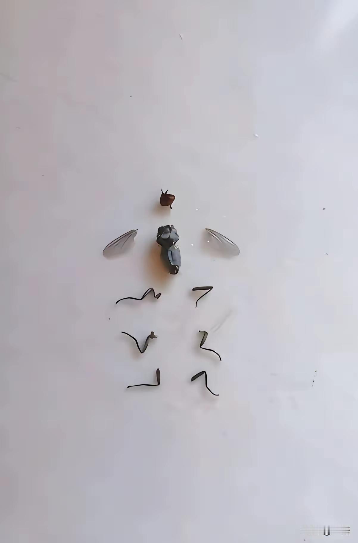 但凡有一只苍蝇进入我家，
都会是这种下场。
看看你们以后谁还敢进来。
说到做到。