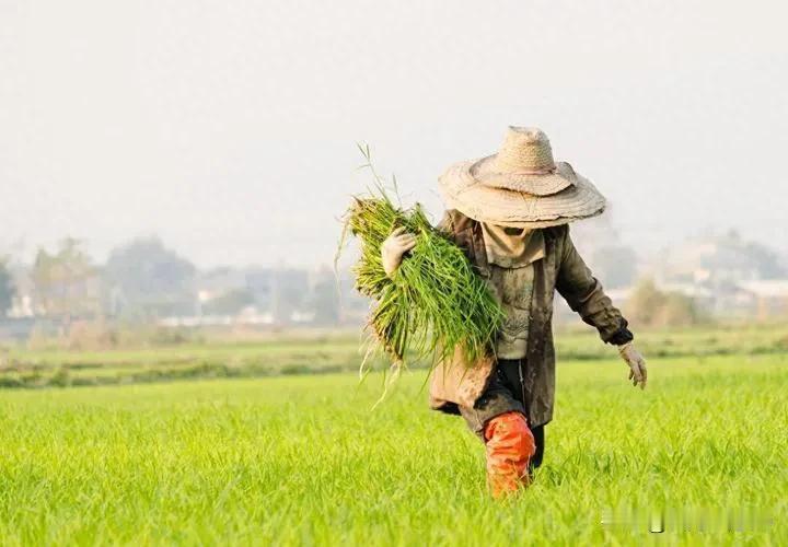 没钱赚，地种不下去了，那为什么还要种？为什么不留给有能力种的人？现在谁规定你一辈