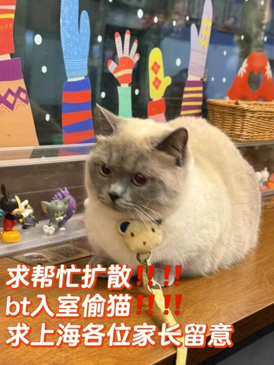 真遇到偷猫的了‼️‼️‼️