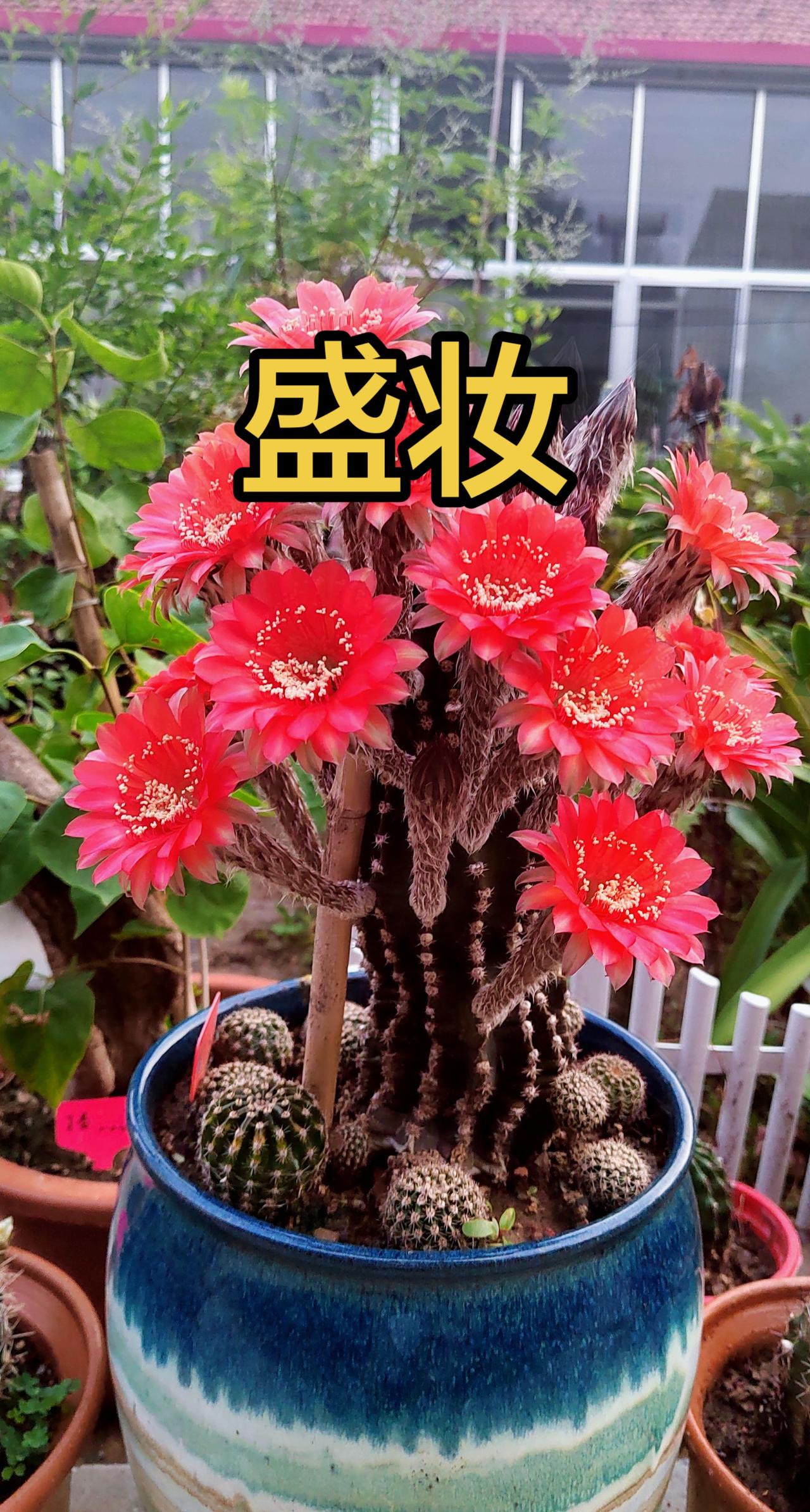 仙人球开花🌸