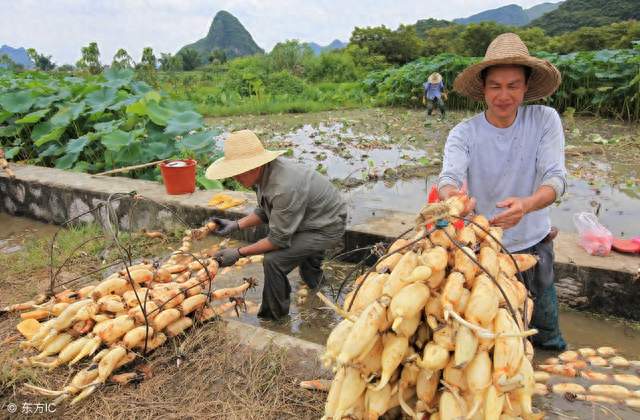 80后小伙返乡种藕，闯出乡村致富路