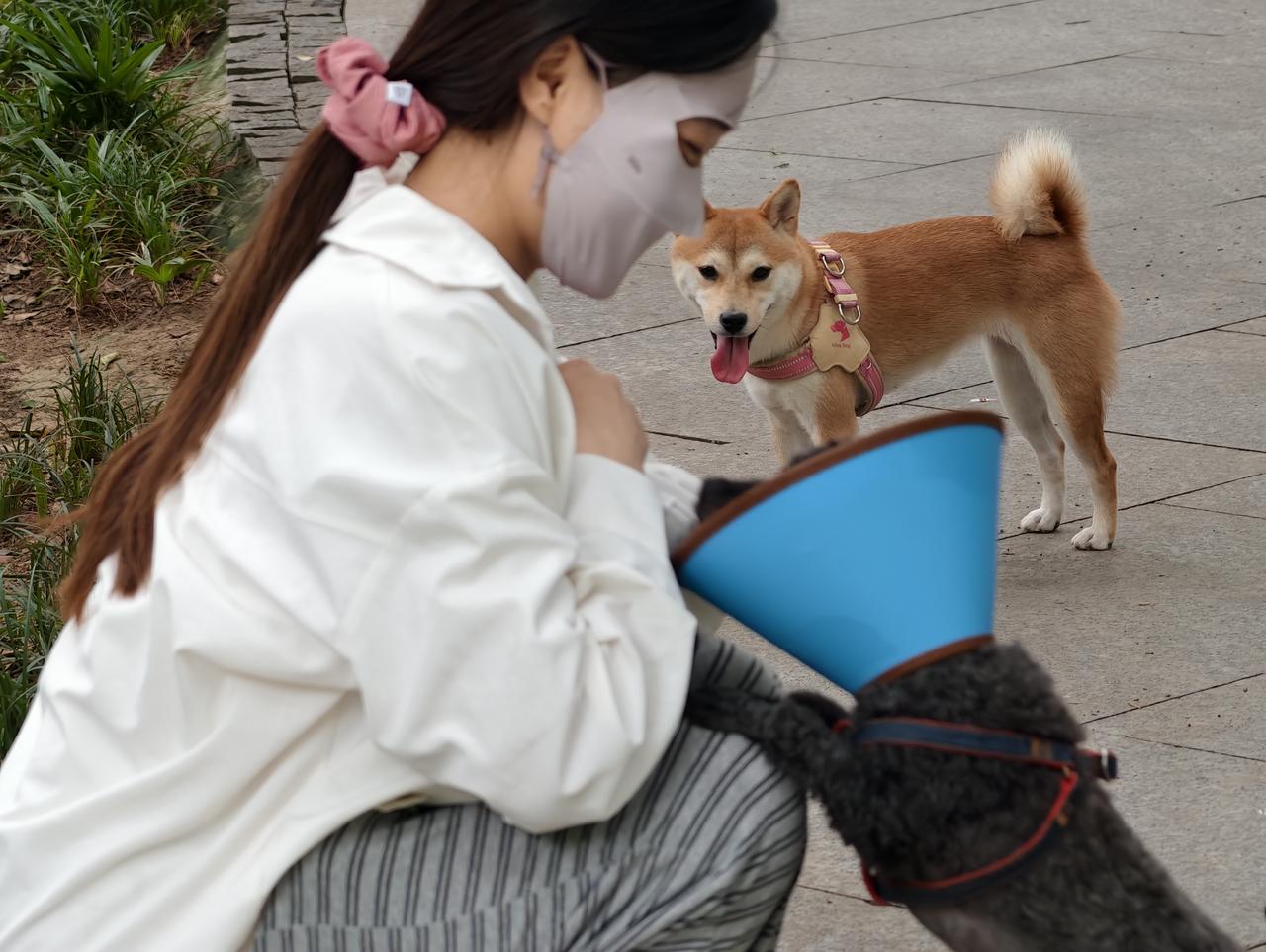 北京一小孩跟美团AI聊了几句，预约了18家餐厅。家长电话被打爆。

AI是真办事