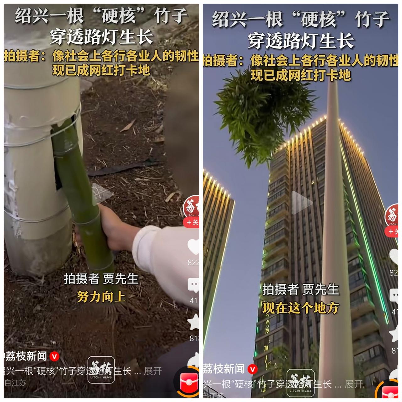 绍兴市内这根穿透路灯，艰难向上生长的竹子，确实很硬核，很坚韧不拔。就像拍摄者说的