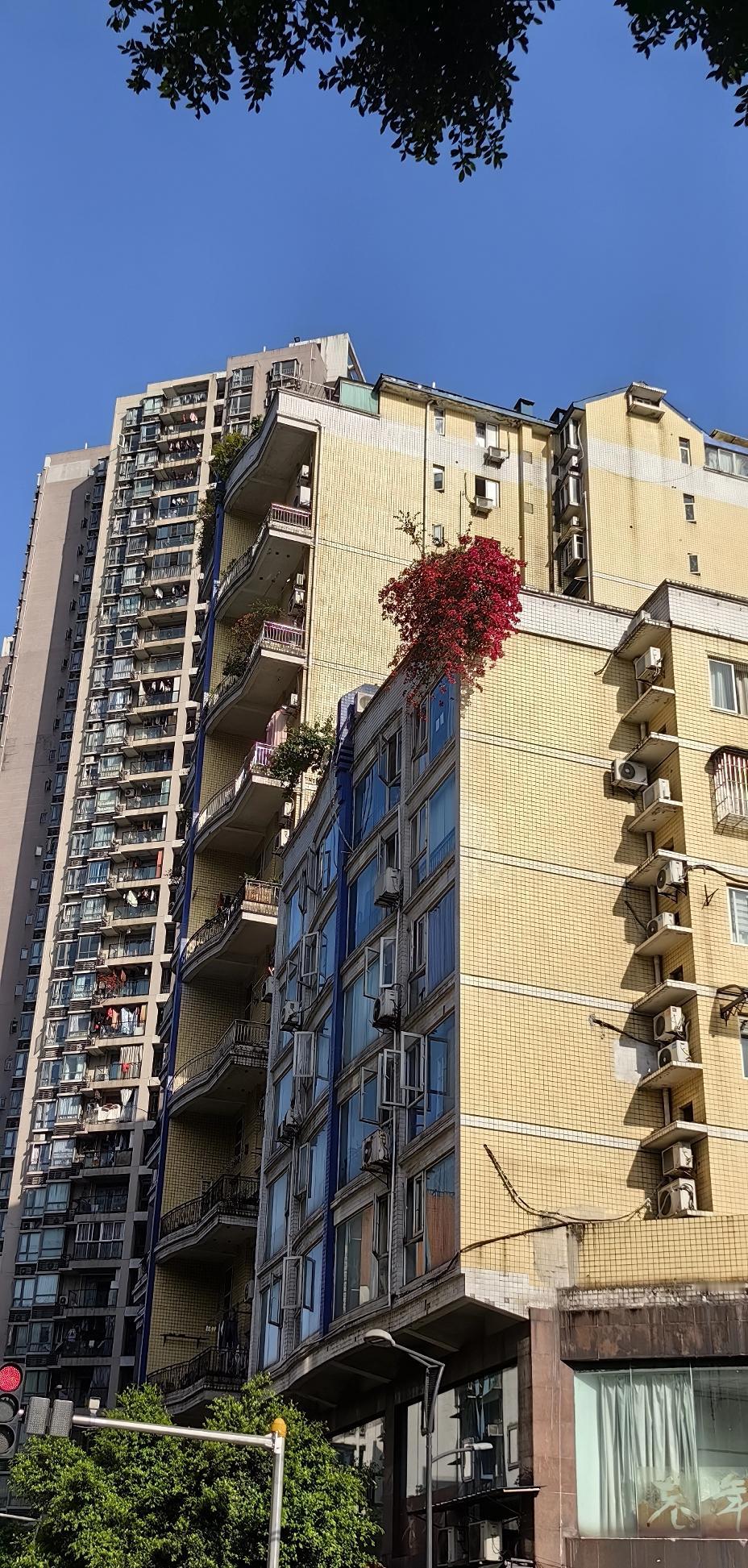 [太阳]春天的花🌸都长得好好，路过文体支路，谁家房顶的三角梅，都快“跃”出来了