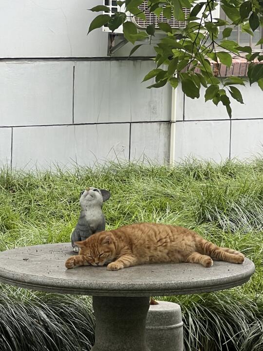 笔者会永远怀念这个小小四合院🥺