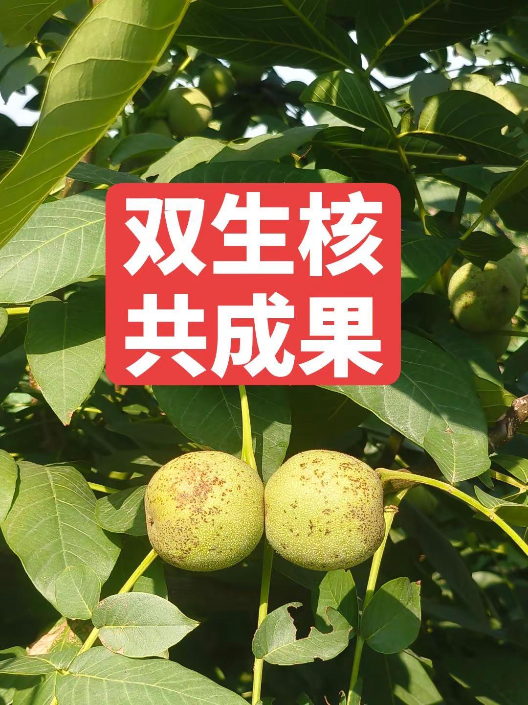 双核……核桃生长